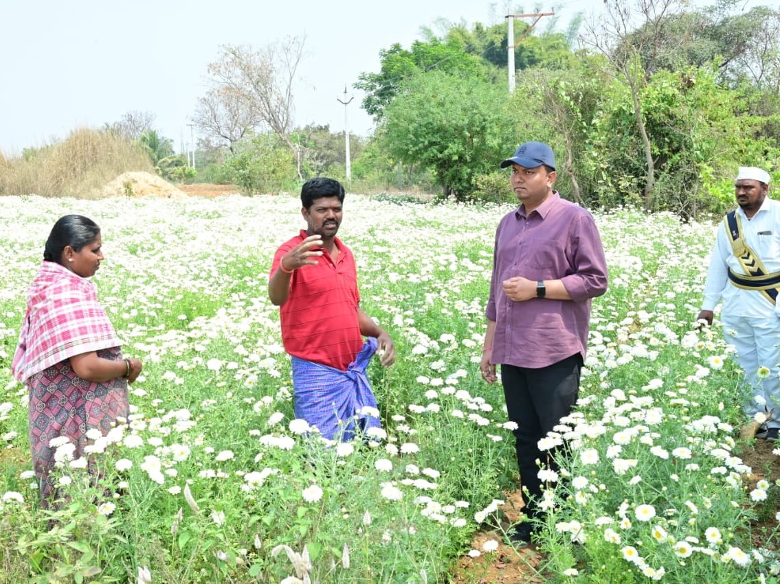 దిగువ గొల్లపల్లిలో చామంతి తోట పరిశీలన