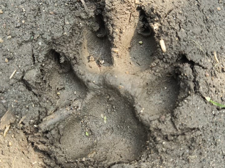 కంది కొండ శివారులో పెద్ద పులి సంచార ఆనవాళ్లు