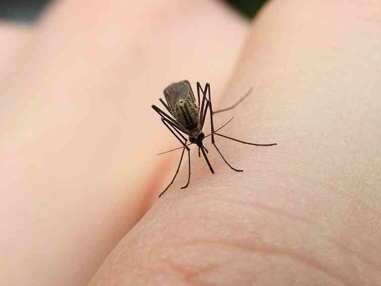 ‘దోమల నివారణకు తగు చర్యలు తీసుకోండి’