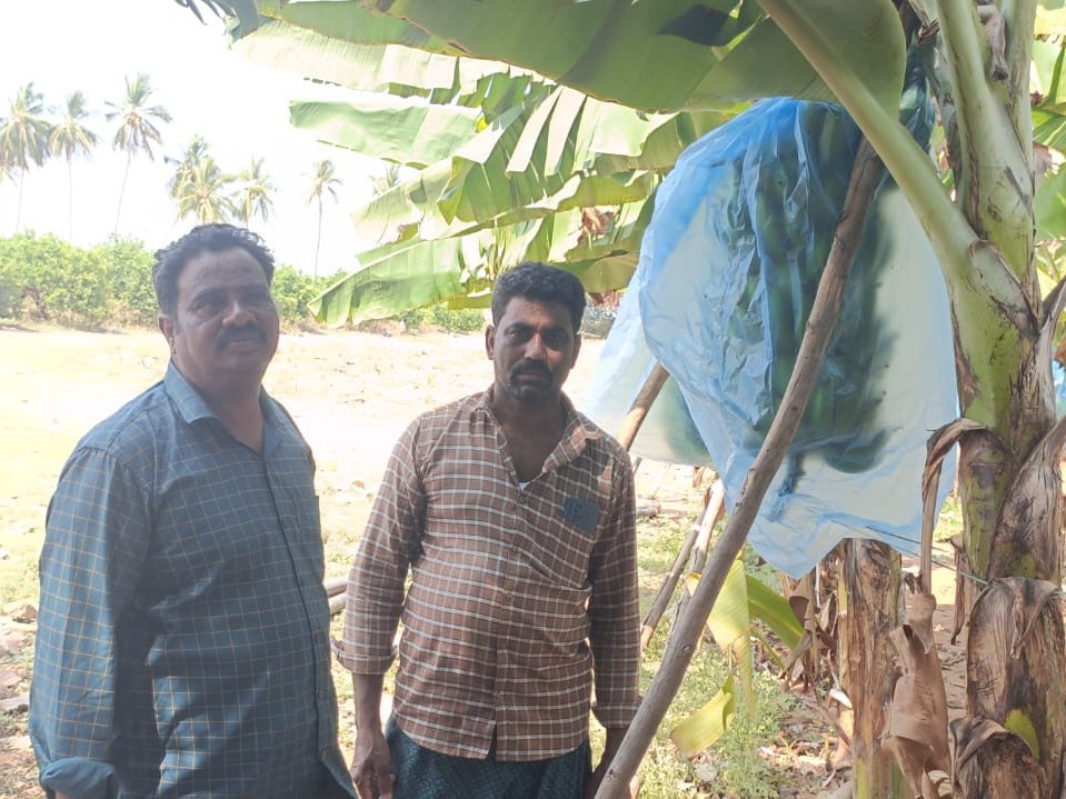 అరటి పంటలను పరిశీలించిన VHO గిరిబాబు