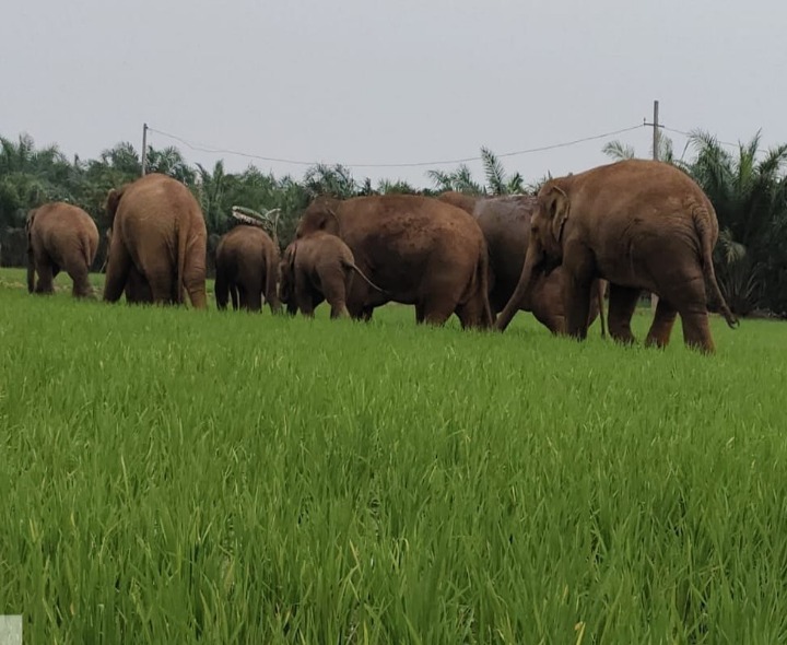 వరి పంట పొలాలలో ఏనుగుల గుంపు