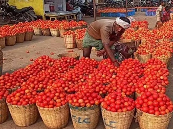 ధరలు లేక అల్లాడుతున్న టమోటా రైతులు