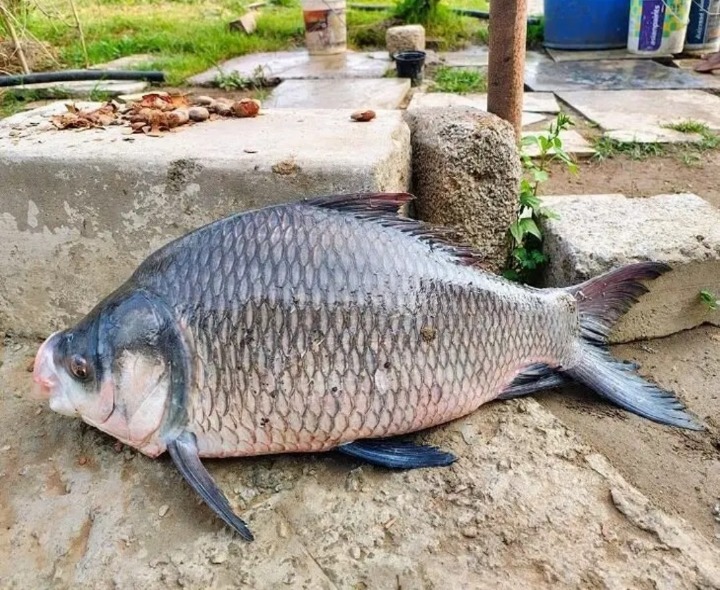 వలకు చిక్కిన భారీ చేప.. రైతు షాక్.!