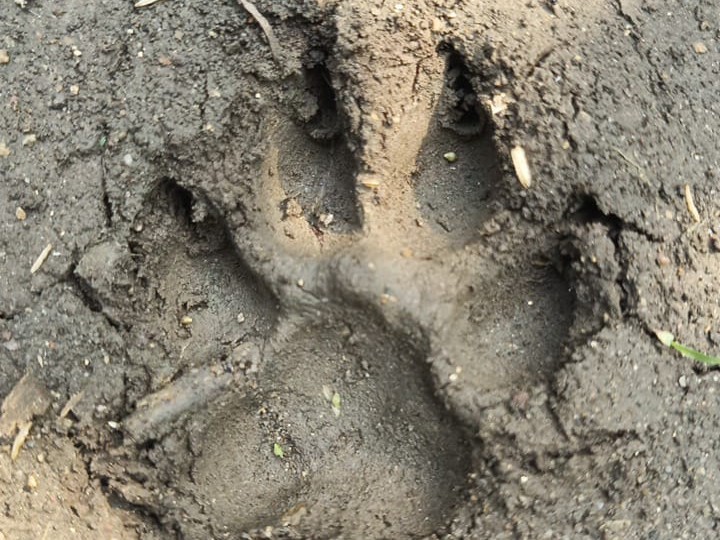 పెద్దపులి కాదు…. పెద్దపిల్లి పాదముద్రలు