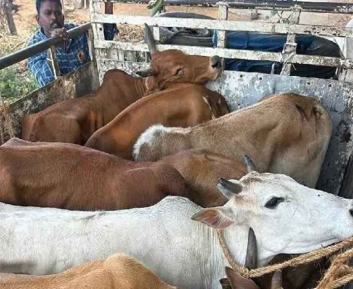 రాచపూడిలో అక్రమ గో రవాణా భగ్నం