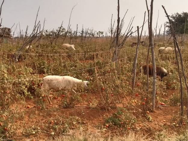 గిట్టుబాటు ధర లేక టమాటా రైతుల విలవిల