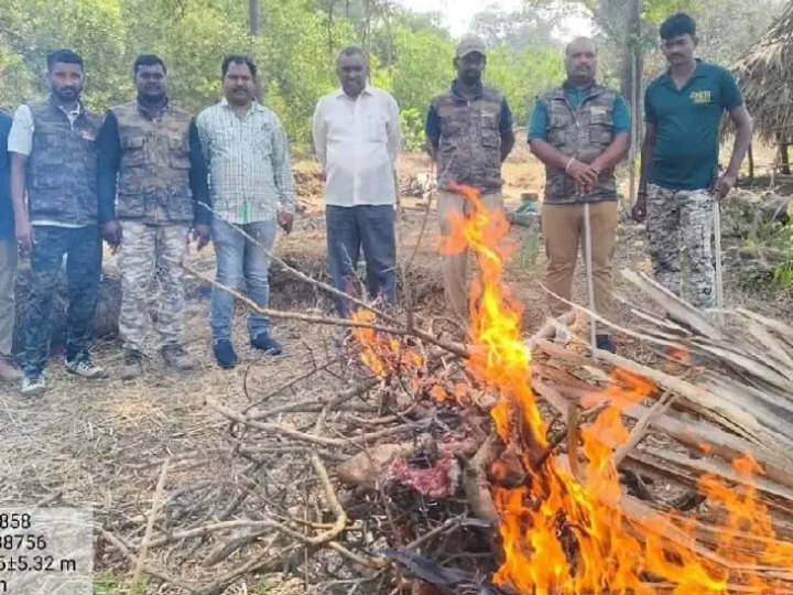 ఆవుని దహనం చేసిన అధికారులు