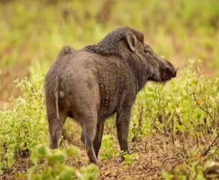 అడవి పంది దాడిలో మహిళకు గాయాలు