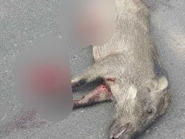 ఇసుక లారీ ఢీ కొని అడవి పంది మృతి