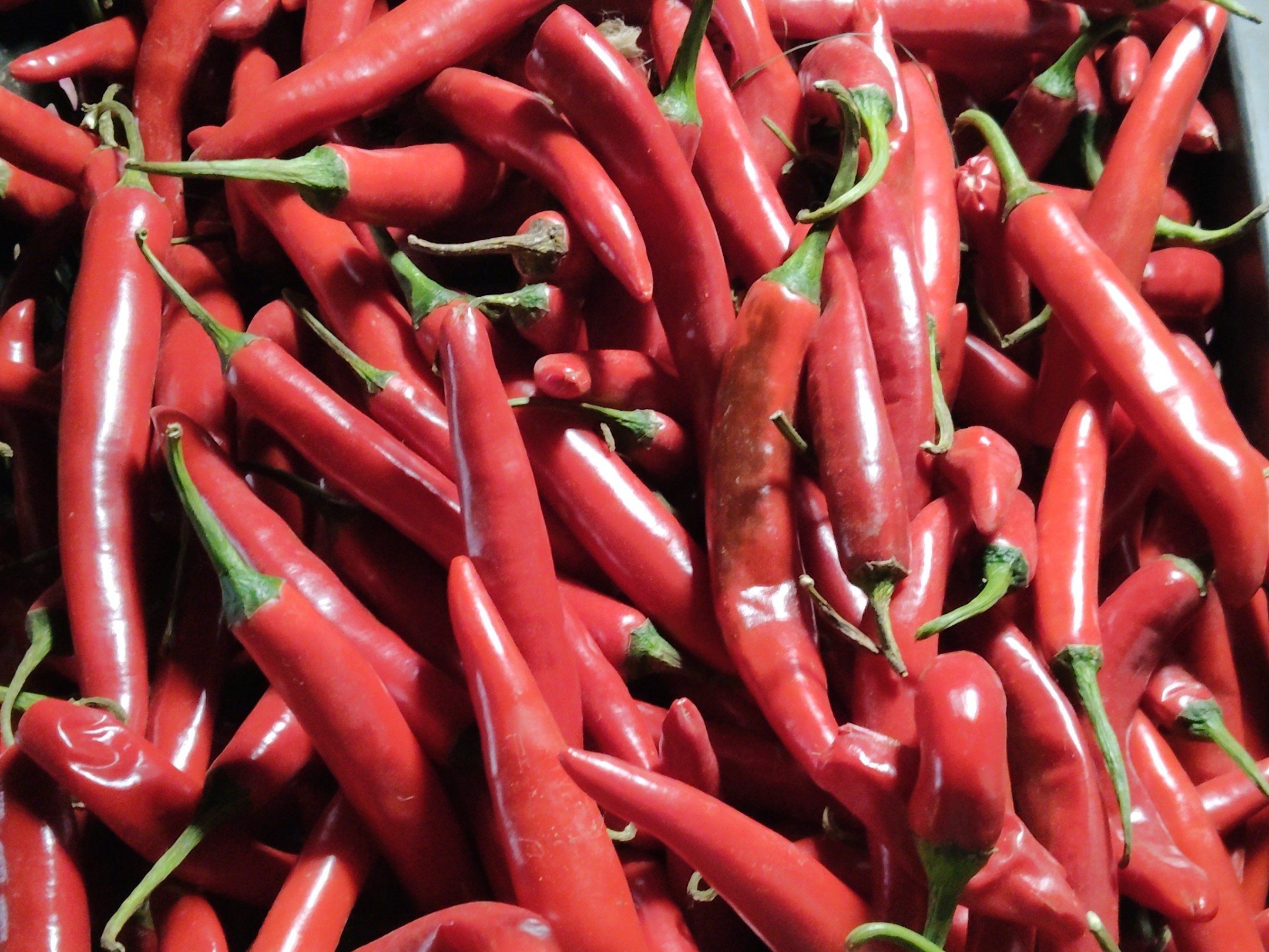 HYDలో కిలో లబ్బ మిర్చి రూ.100