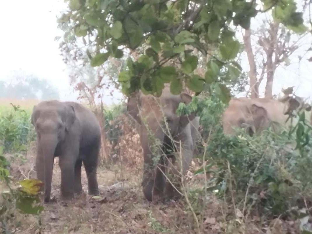 పంటలు ధ్వంసం చేస్తున్న ఏనుగులు