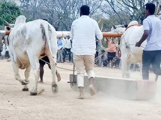 నేడు పెద్దవంగలిలో ఎద్దుల బండలాగుడు పోటీలు