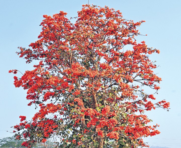 హోలీ వేళ ప్రకృతి రంగుల కోలాహలం