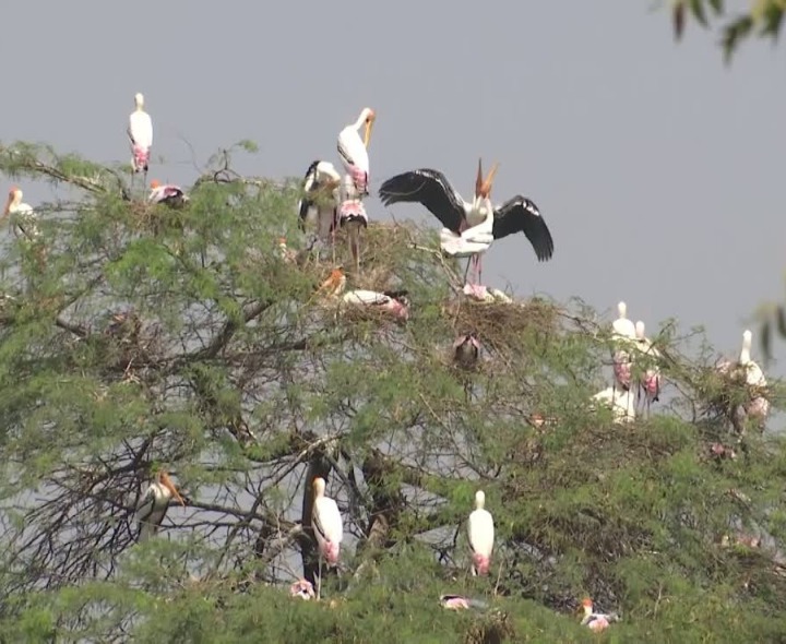 గ్రామాల్లో సైబీరియన్ పక్షుల సందడి