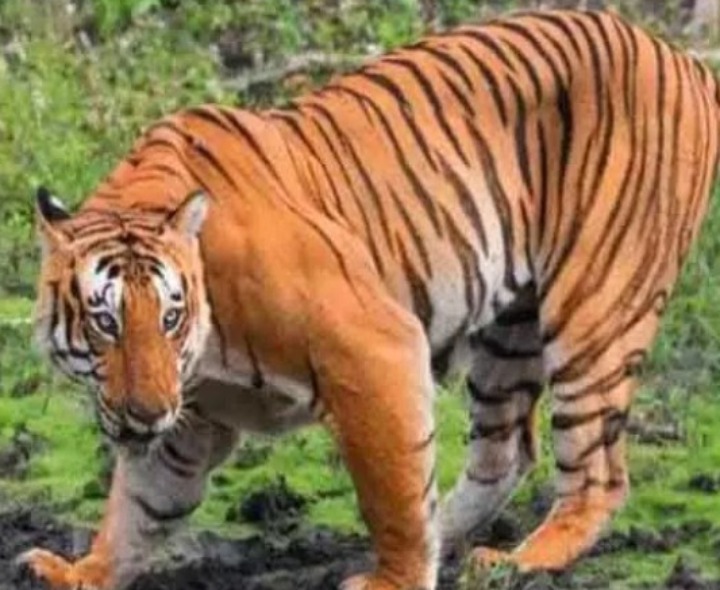 ‘పులి సంచారంపై పుకార్లు నమ్మకండి’