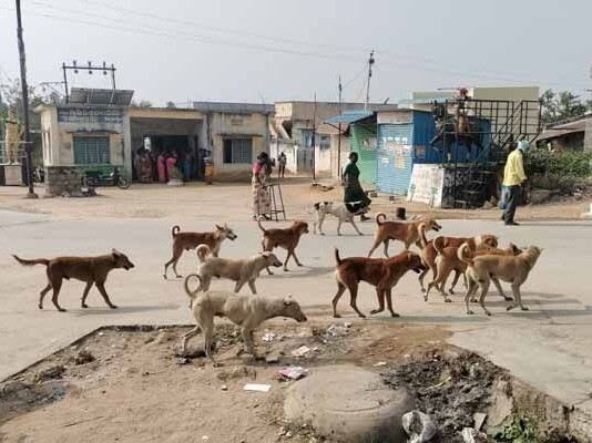 వీధి కుక్కల బెడద.. ప్రజలు ఆవేదన
