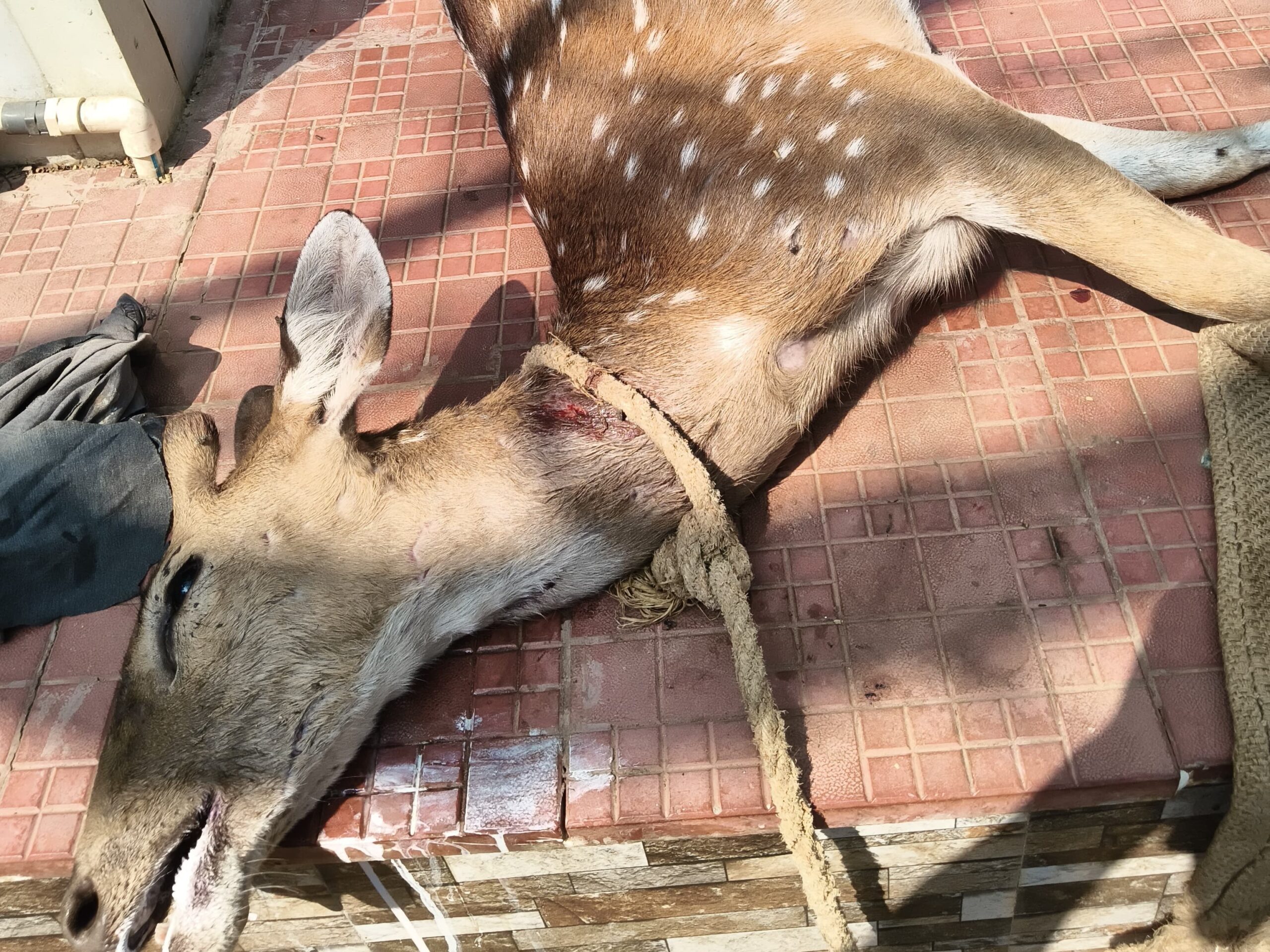 చికిత్స పొందుతూ జింక మృతి