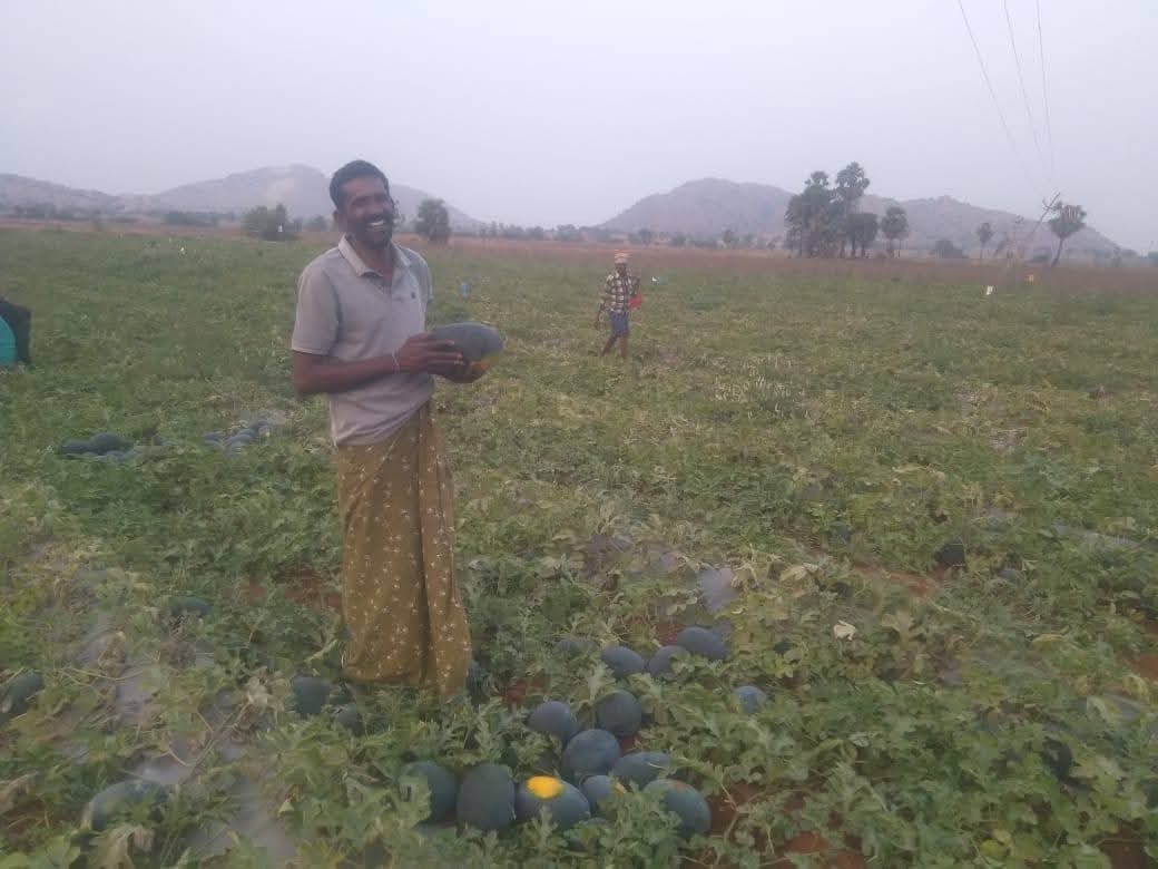 పెద్దవడుగూరు పుచ్చకాయలకు ఢిల్లీలో డిమాండ్