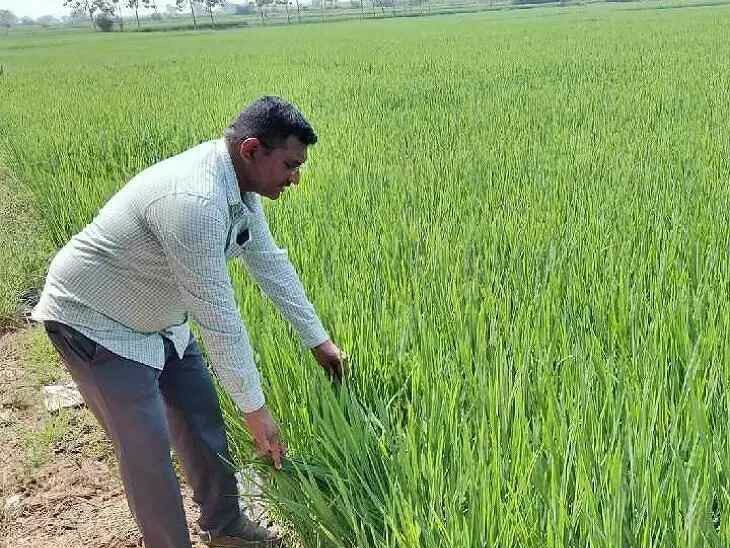 రైతులకు వ్యవసాయ అధికారి సూచనలు