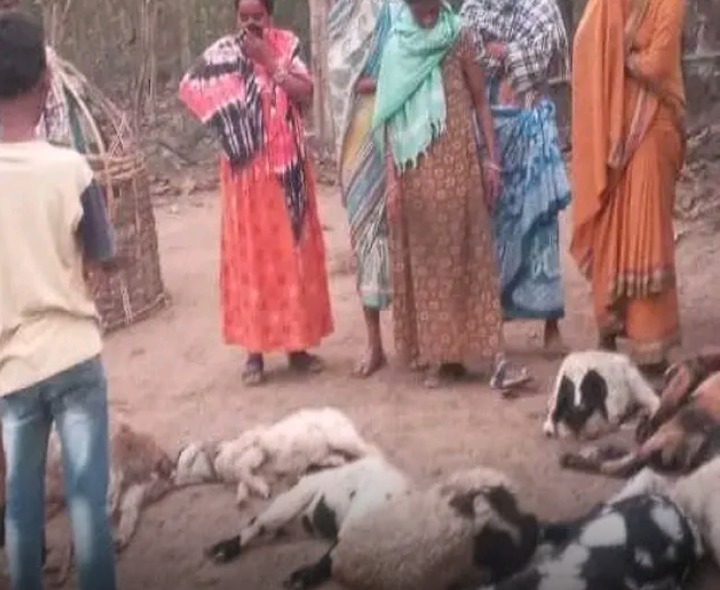 కుక్కల దాడిలో గొర్రెలు మృతి