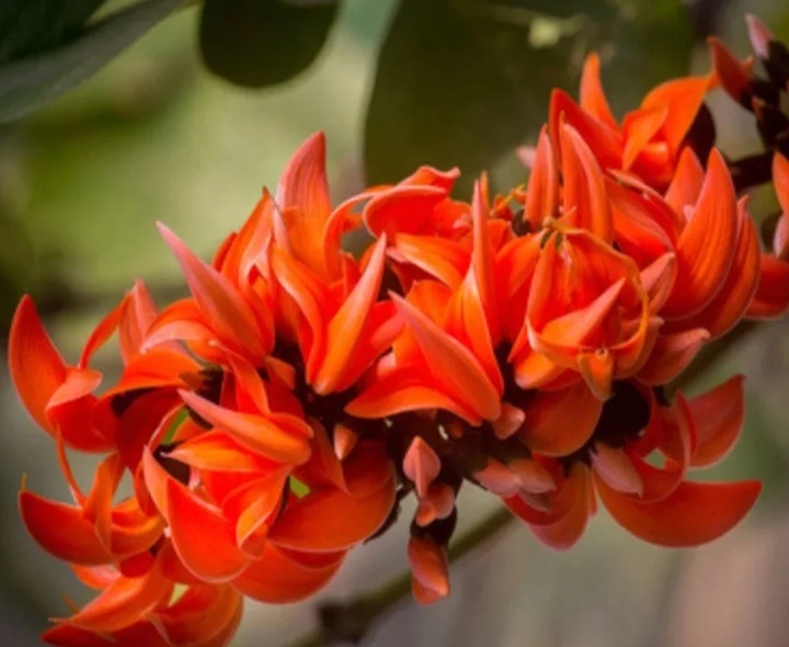 హోలీ.. ఈ పూలు మీకు గుర్తున్నాయా?