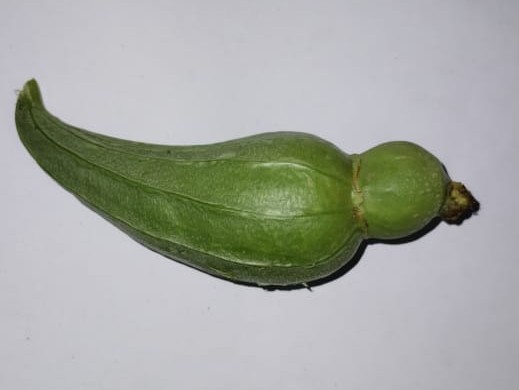 ‘రామచిలుక ఆకారంలో బీరకాయ’