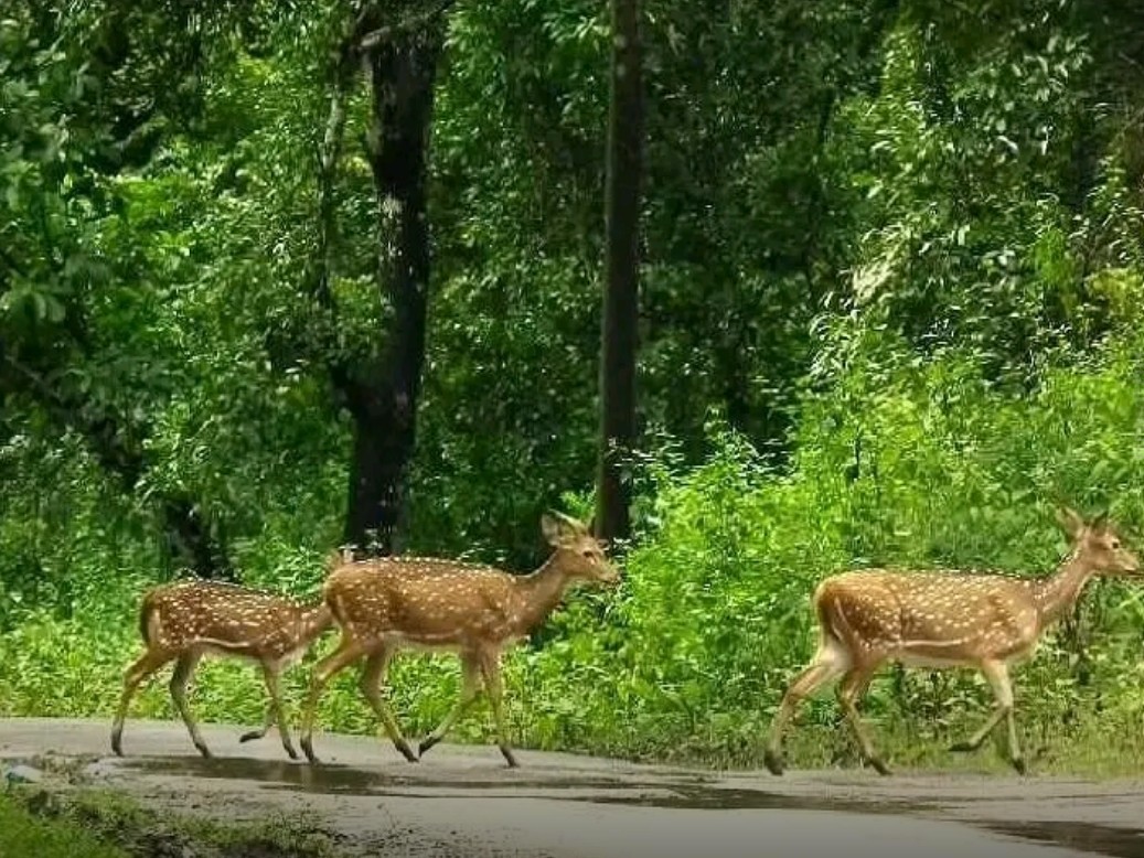 దట్టమైన అడవుల్లో జింకలు..!