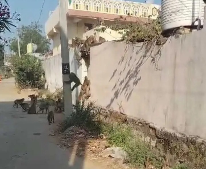 నస్రుల్లాబాద్‌లో కోతుల స్వైరవిహారం