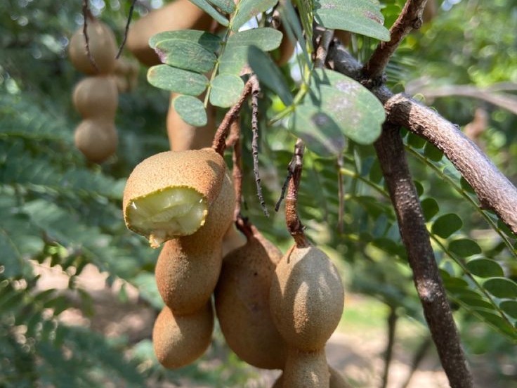 చింతకాయల దొంగతనం,స్టేషన్లో ఫిర్యాదు