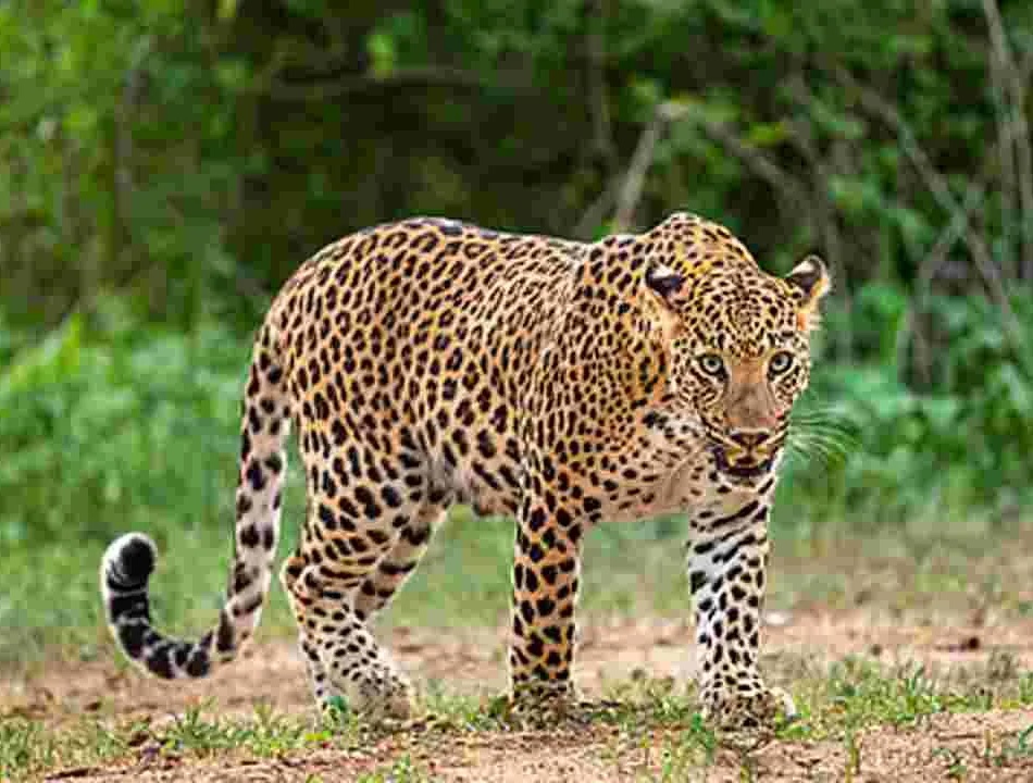 తిరుమలలో చిరుత సంచారం