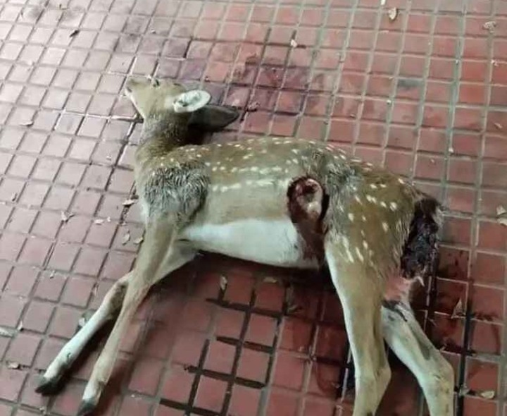 అలిపిరి వద్ద జింకపై చిరుత దాడి