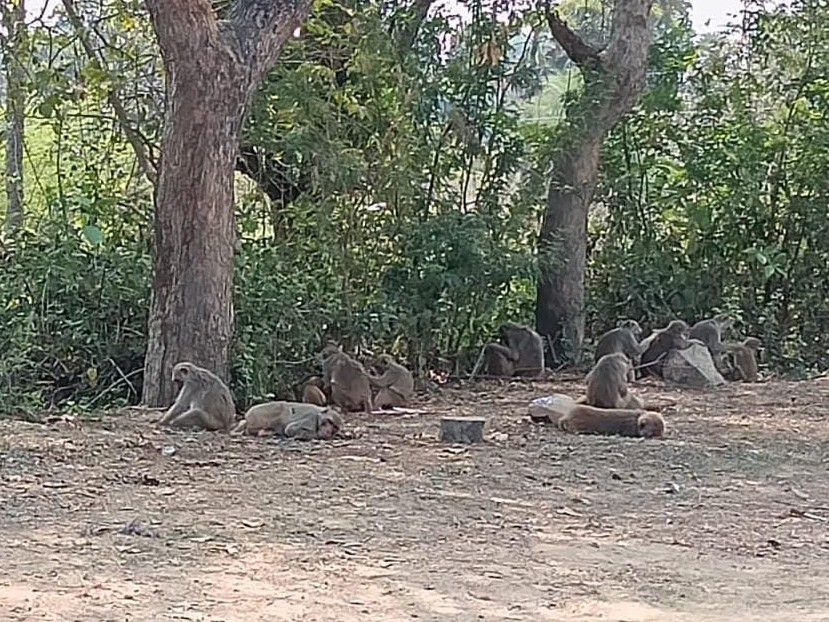 ‘పెరిగిన ఎండలు… కోతులకు చెట్ల నీడే ఆధారం’