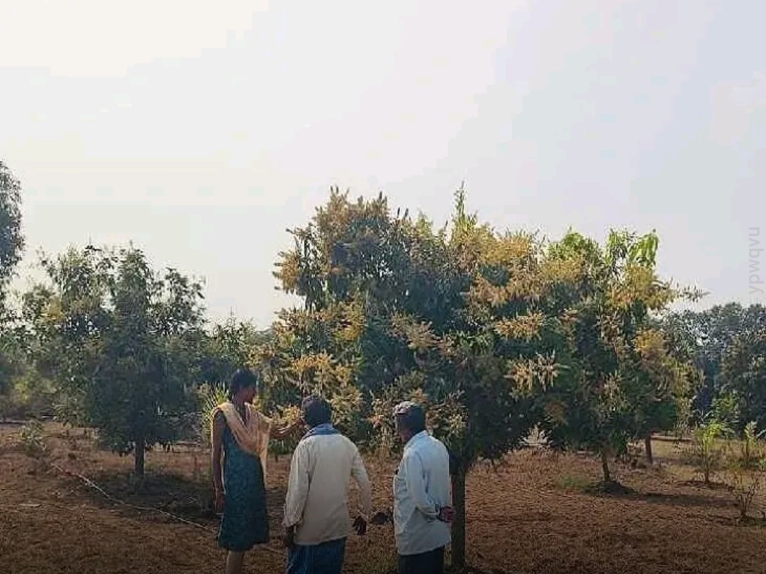 మామిడి సాగులో అప్రమత్తత అవసరం