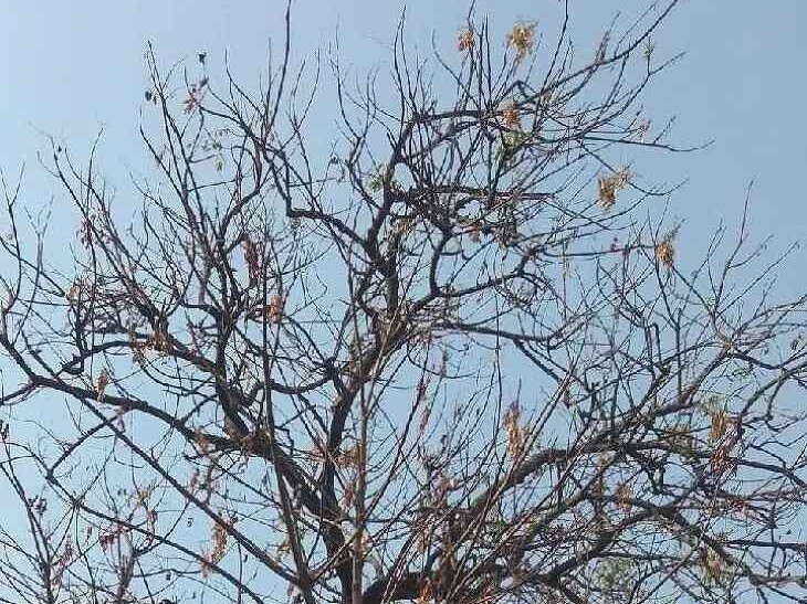 వేపచెట్లకు అగ్గితెగులు