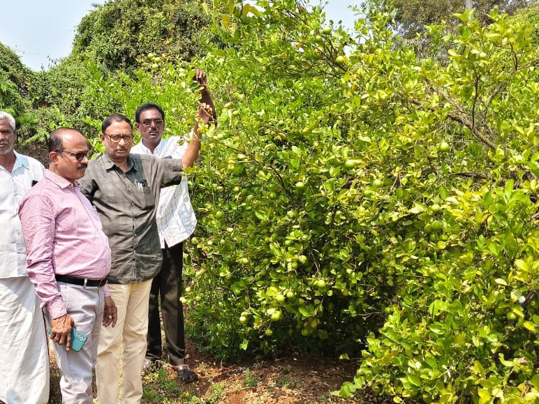 నిమ్మ తోటను పరిశీలించిన వ్యవసాయ సిబ్బంది