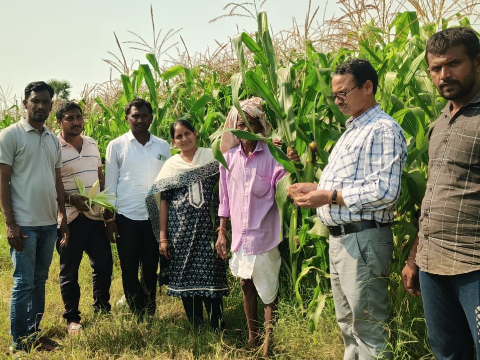 మొక్కజొన్న పంటలను సందర్శించిన డీఏవో