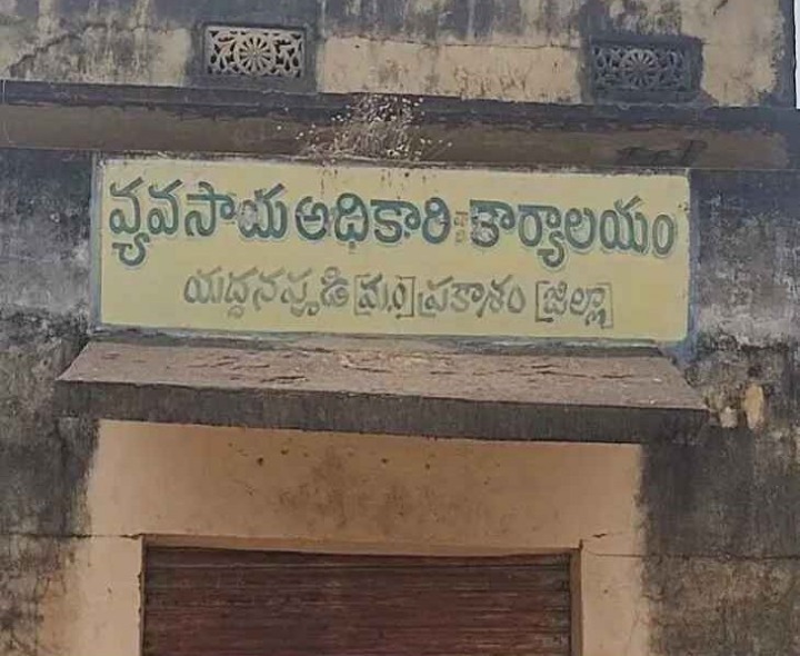 యద్దనపూడిలో 4 శనగల కొనుగోలు కేంద్రాల ఏర్పాటు