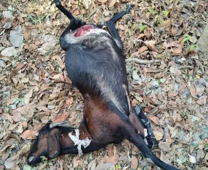 అటవీ ప్రాంతంలో మేకల మందపై చిరుత దాడి