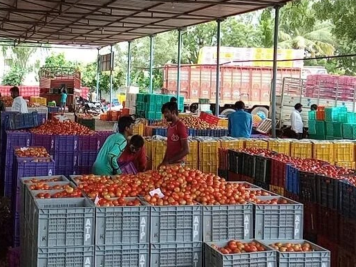 టమాటా ధర పతనం.. రైతుల ఆవేదన