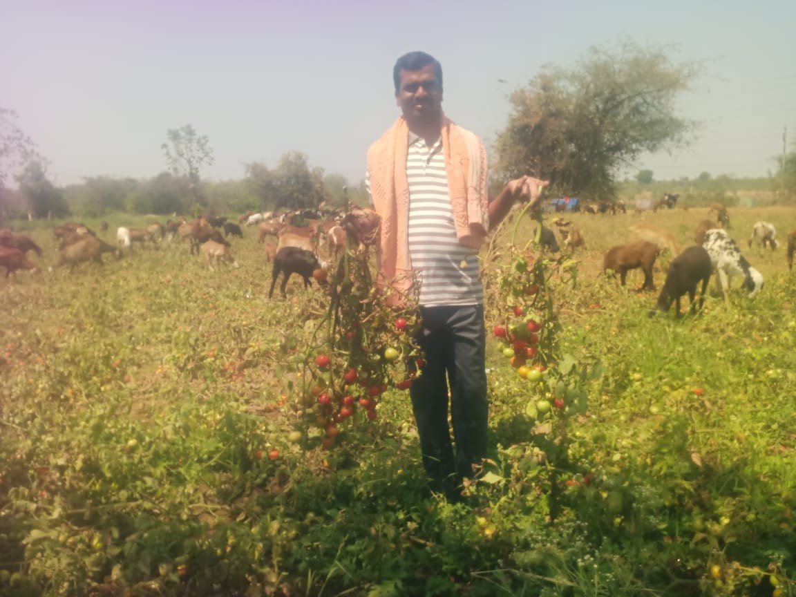 రైతును ముంచిన టమాట పంట.!