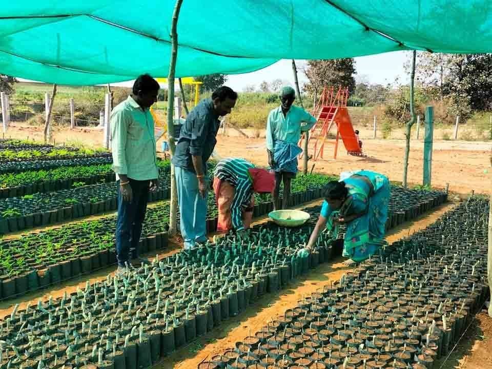 ‘మొక్కలు ఎండిపోకుండా జాగ్రత్తలు తీసుకోవాలి’