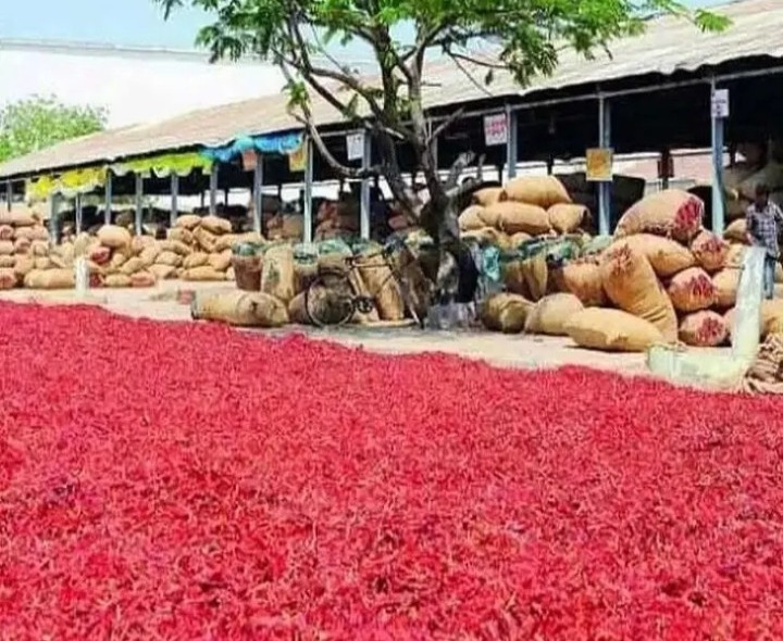 కర్నూలులో రికార్డు ధర పలికిన మిర్చి