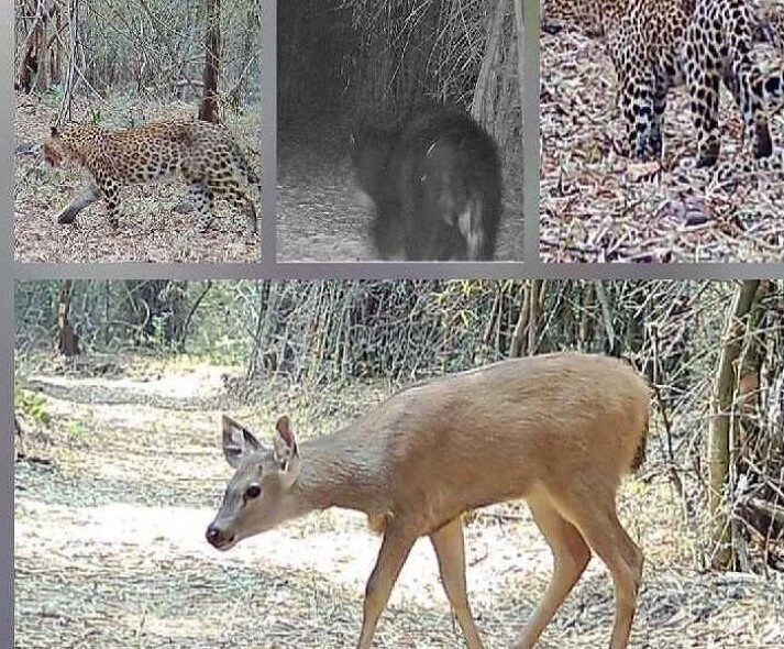 ఖమ్మం అడవుల్లో కెమెరాకు చిక్కిన చిరుత, ఎలుగుబంటి