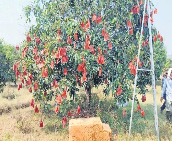 50% రాయితీతో మామిడి రైతులకు కవర్లు..!