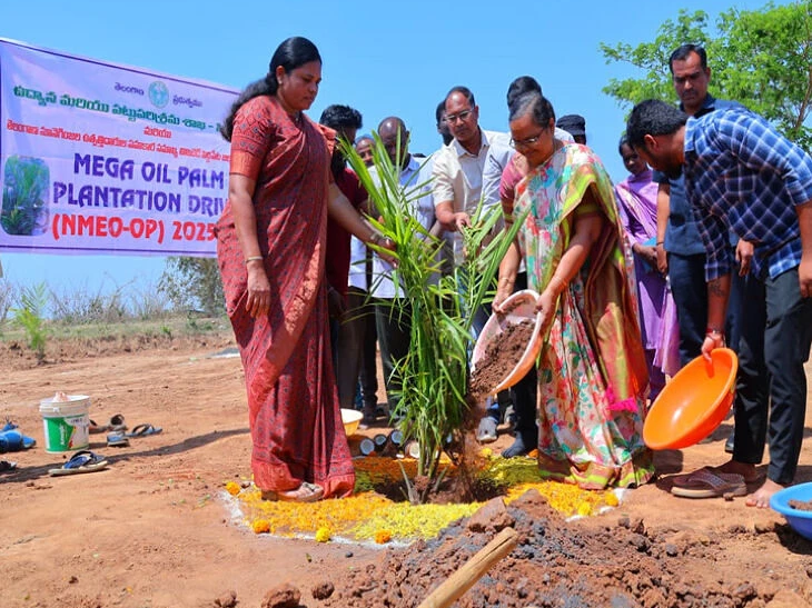 ఆయిల్ ఫామ్ సాగుతో అధిక లాభాలు: కలెక్టర్