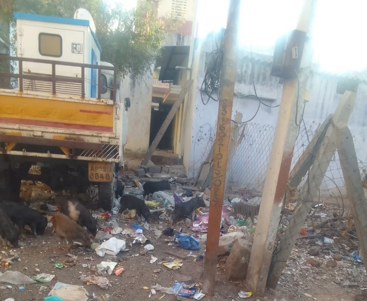 35వ వార్డులో పందులు, కోతుల స్వైరవిహారం..!