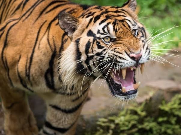 జిల్లాలోకి ‘పులి’ రీఎంట్రీ