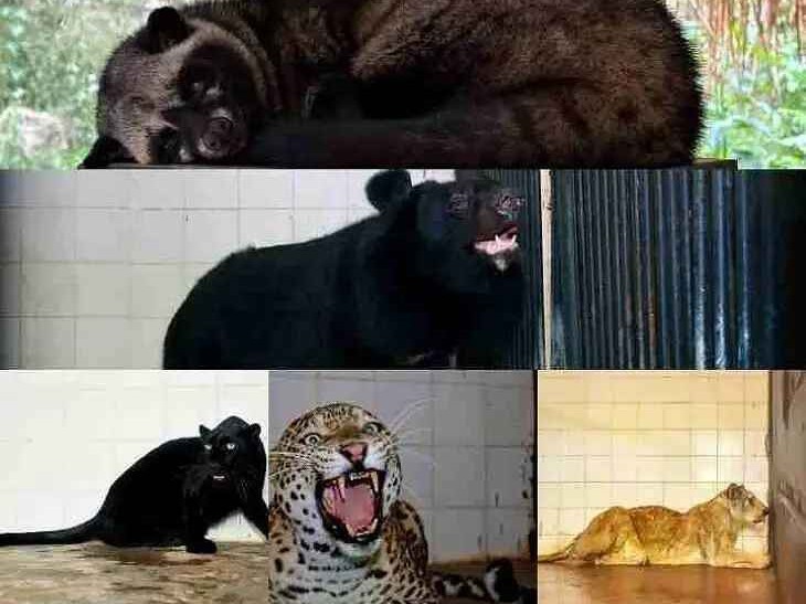 విశాఖ జూపార్క్క కొత్త జంతువులు