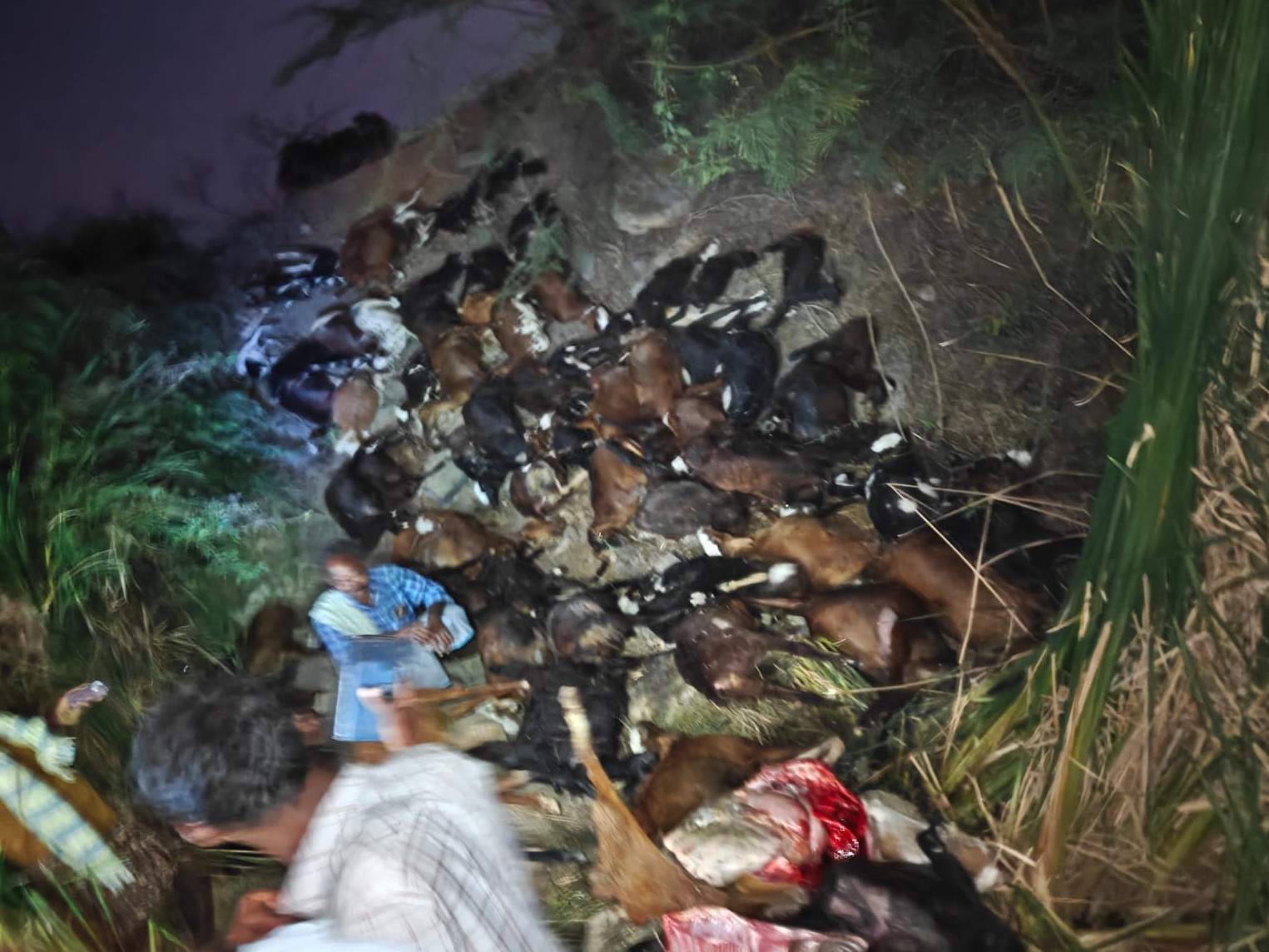 నీటిలో పడి గొర్రెల మృతి..!