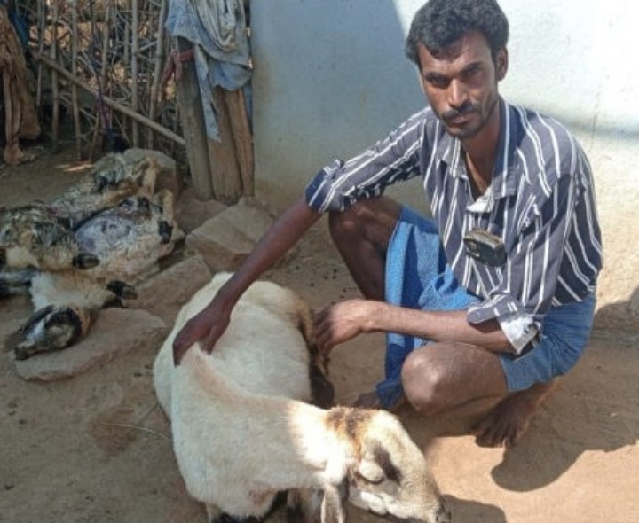 కుక్కల దాడిలో రెండు గొర్రెల మృతి